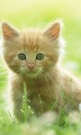 Cute Kittens Images HD Wallpaper screenshot 3/6