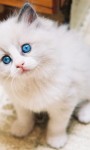 Cute Kittens Images HD Wallpaper screenshot 4/6