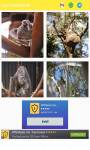 pics of the koala 4k الكوالا screenshot 1/6