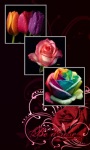 Lovely Roses ~ Wallpapers screenshot 1/6