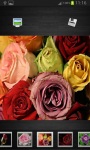 Lovely Roses ~ Wallpapers screenshot 6/6