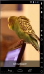 Parakeet Dance Live Wallpaper screenshot 1/2