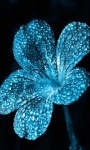 Blue Shine Flower Live Wallpaper screenshot 1/3