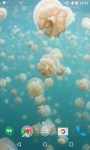 Jellyfishes Video Live Wallpaper screenshot 3/4