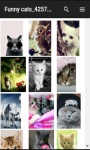 Free funny Cat Wallpapers screenshot 1/6