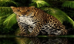Forest Leopard Live Wallpaper screenshot 2/3