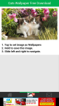 Free Download Cats Wallpaper  screenshot 3/6