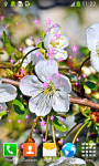 Free Cherry Blossom Live Wallpapers screenshot 2/6