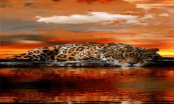 Leopard Cloud Live Wallpaper screenshot 2/3