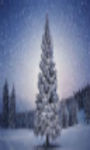 Nice Fur tree in winter Wallpaper  screenshot 2/3