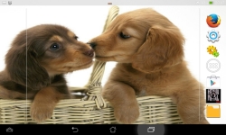 Cutest Puppies Live screenshot 1/6