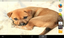 Cutest Puppies Live screenshot 4/6