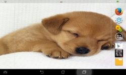Cutest Puppies Live screenshot 5/6