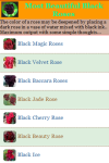 Most Beautiful Black Roses screenshot 2/3