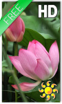 Lotus Live Wallpaper HD screenshot 1/2