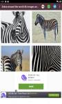 zebra around the world 4k images and background  screenshot 1/6