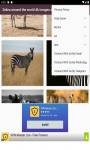 zebra around the world 4k images and background  screenshot 2/6