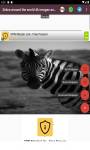 zebra around the world 4k images and background  screenshot 5/6