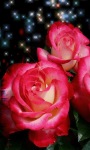 Beautiful Roses Live Wallpaper screenshot 1/3