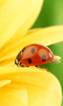 Ladybug On Yellow Flower Live Wallpaper screenshot 1/4