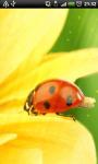 Ladybug On Yellow Flower Live Wallpaper screenshot 2/4
