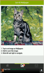 Cute Cat HD Wallpapers screenshot 4/5