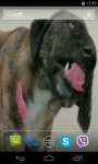 Dog Licks Screen Video Live Wallpaper screenshot 1/4