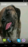 Dog Licks Screen Video Live Wallpaper screenshot 2/4