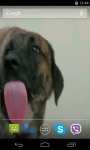 Dog Licks Screen Video Live Wallpaper screenshot 3/4