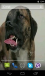 Dog Licks Screen Video Live Wallpaper screenshot 4/4