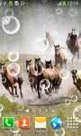 Top Horses Live Wallpapers screenshot 6/6