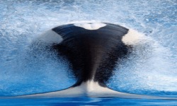 Black Whale Live Wallpaper screenshot 2/3