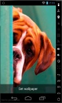 Cute Boxer Puppy LWP screenshot 2/2