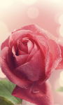 Pink Roses Live Wallpaper for Android screenshot 1/6