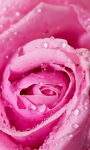 Pink Roses Live Wallpaper for Android screenshot 3/6