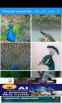Peacock around the world 4K طاووس  screenshot 1/6