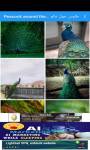 Peacock around the world 4K طاووس  screenshot 2/6