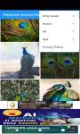 Peacock around the world 4K طاووس  screenshot 3/6