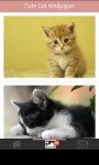 Cute Cat Wallpapers HD screenshot 1/6