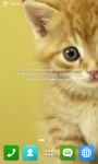 Cute Cat Wallpapers HD screenshot 6/6