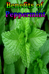 Benefits of Peppermint screenshot 1/3