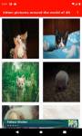 kitten pictures around the world of 4K screenshot 1/6