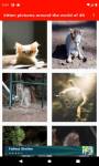 kitten pictures around the world of 4K screenshot 2/6