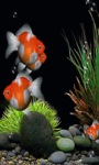 Orange Fishes Live Wallpaper screenshot 1/3