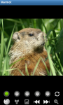 Funny Marmots : Loving Animals screenshot 1/6