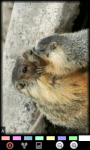 Funny Marmots : Loving Animals screenshot 2/6