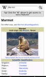 Funny Marmots : Loving Animals screenshot 3/6