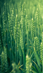 Green Wheat Live Wallpaper screenshot 1/3