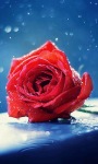 Rainy Red Rose Live Wallpaper screenshot 1/3