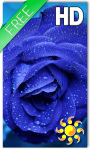 Blue Rose Drops Live Wallpaper screenshot 1/2